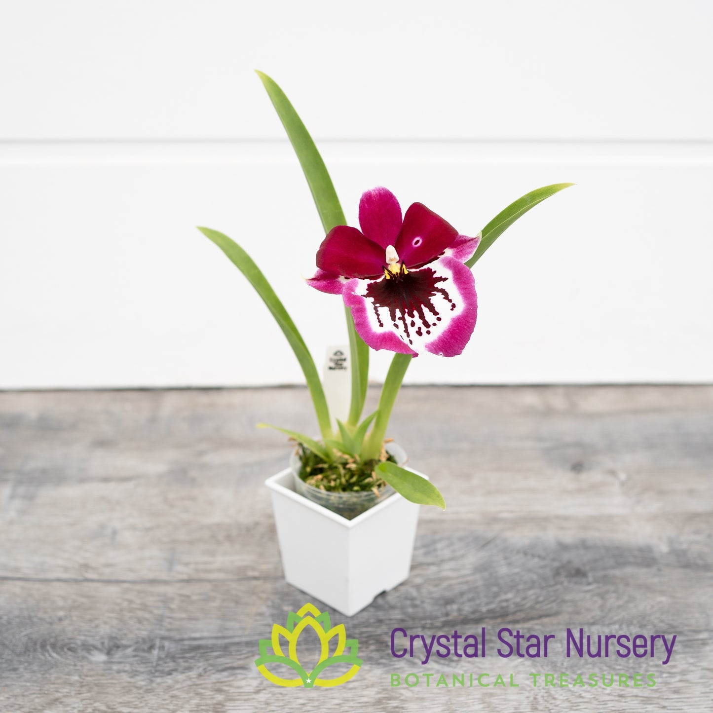Miltoniopsis Lennart Karl Gottling 'Red Rim' (H951)