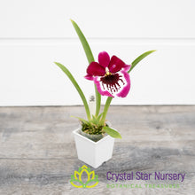 Miltoniopsis Lennart Karl Gottling 'Red Rim' (H951)