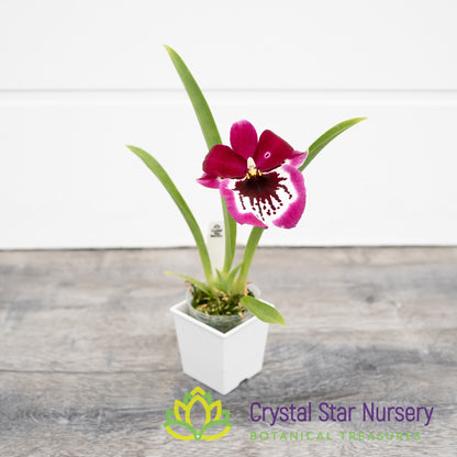 Miltoniopsis Lennart Karl Gottling 'Red Rim' (H951)