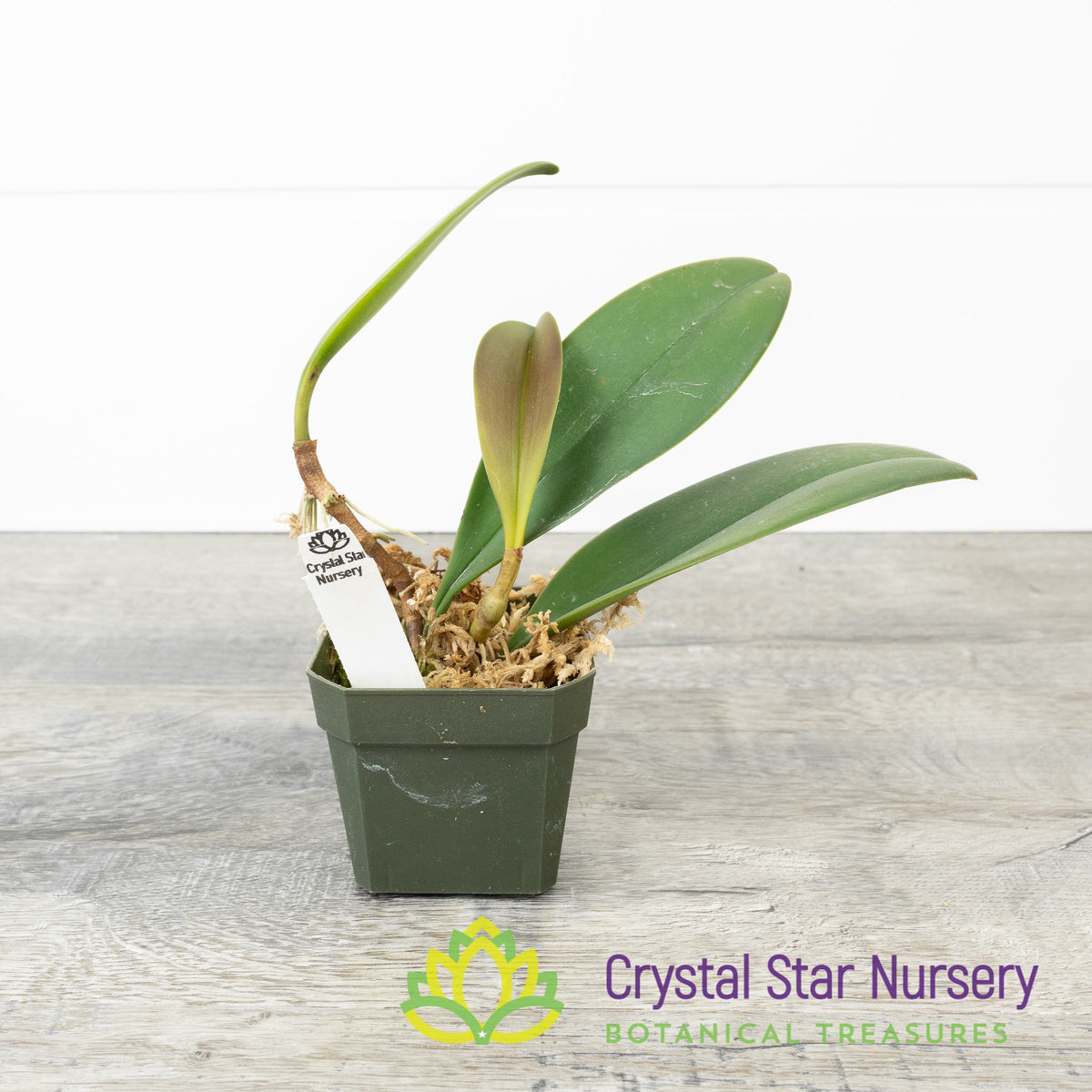 Bulbophyllum Cheiri (#5-B)