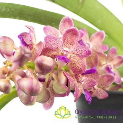Vanda Wuttipanara Manoonya 'Pink' (#3)