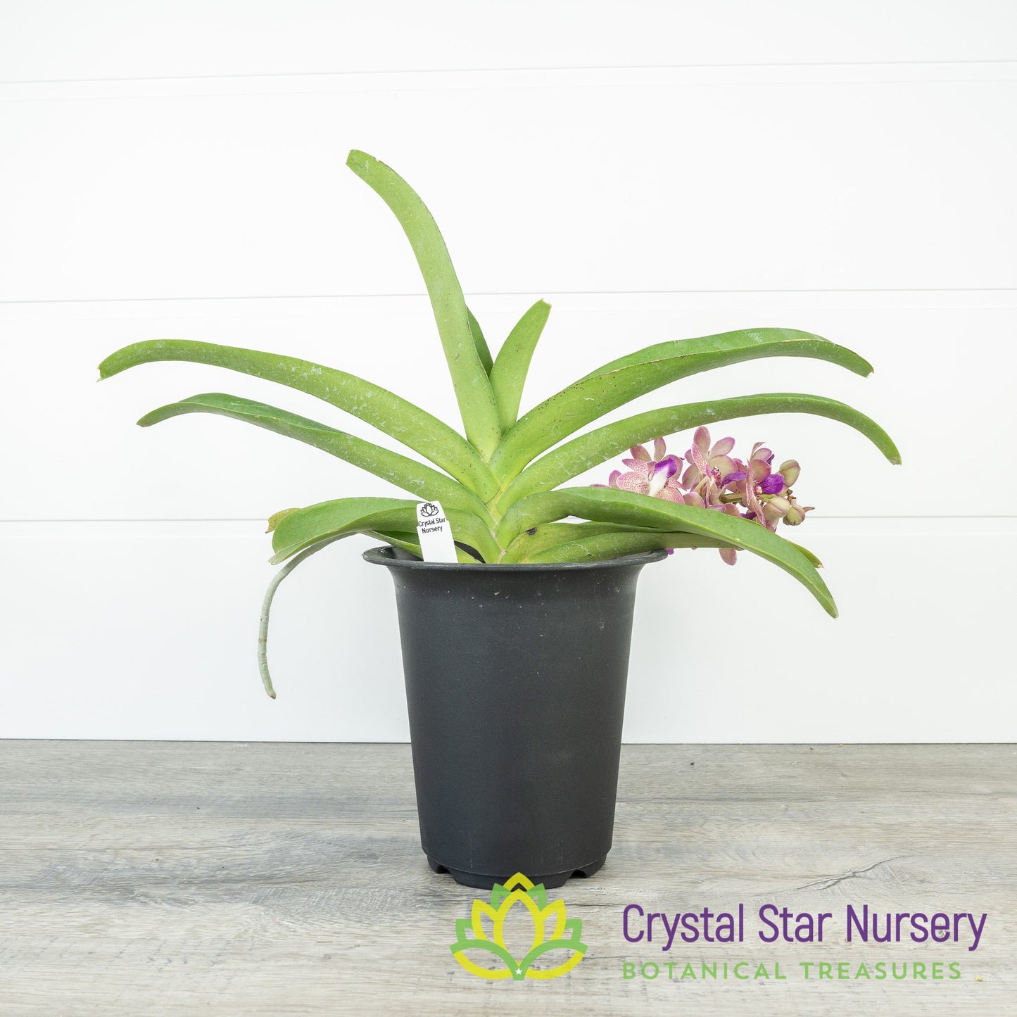 Vanda Wuttipanara Manoonya 'Pink' (#3)