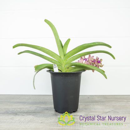 Vanda Wuttipanara Manoonya 'Pink' (#3)