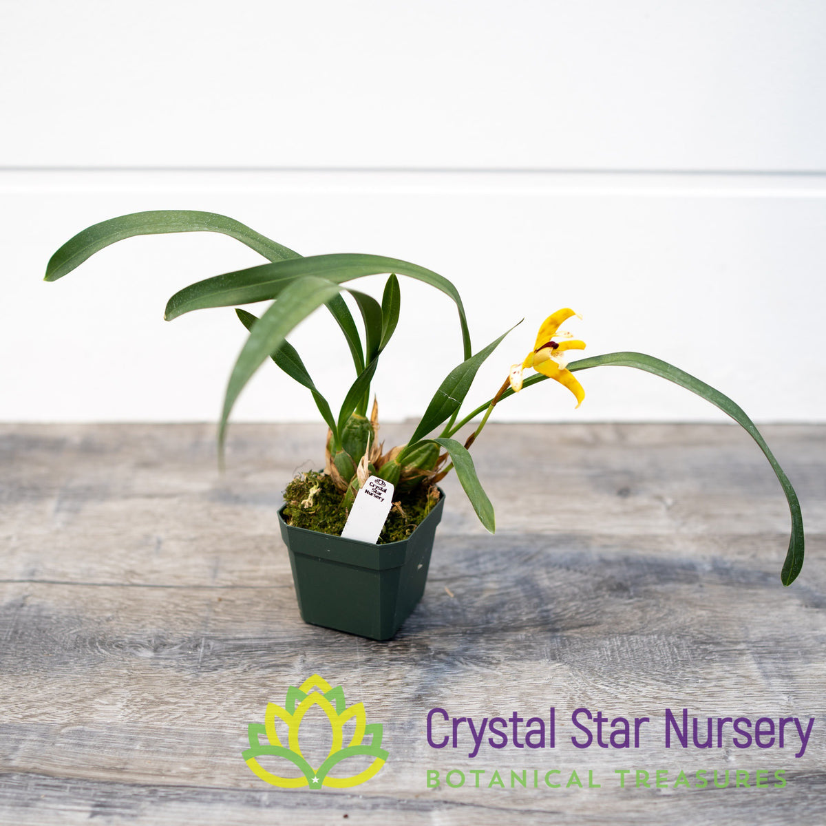 Maxillaria Picta