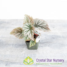 Begonia 'Looking Glass'