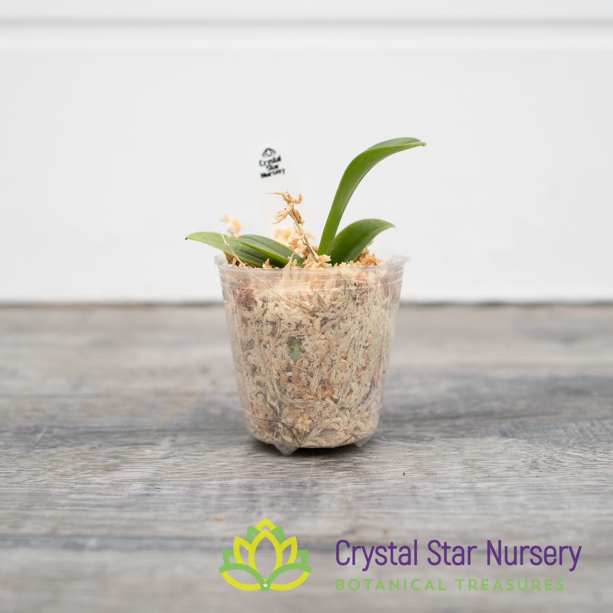 Phalaenopsis Cornu-Cervi (M35)