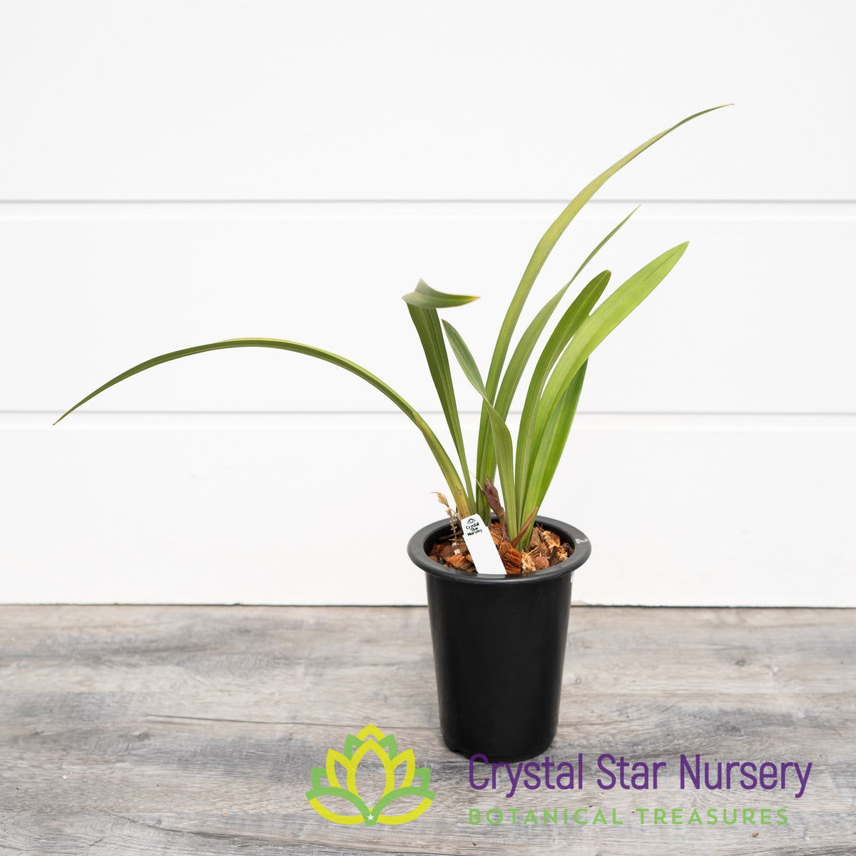 Cymbidium Ensifolium &#39;金荷&#39; (2)