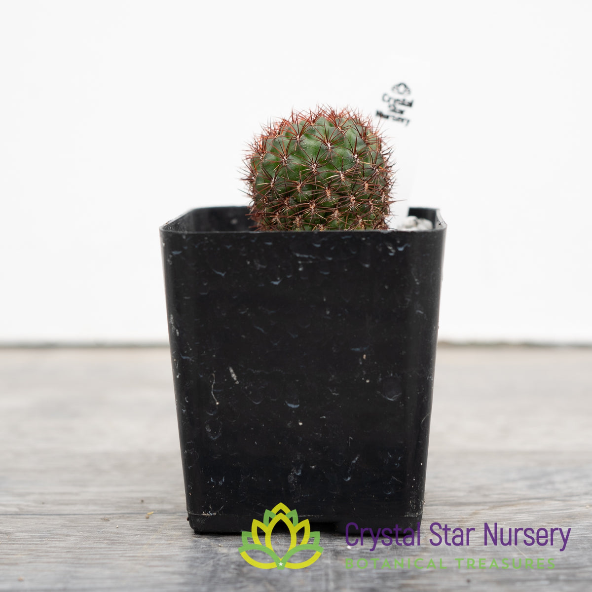 Sulcorebutia Mentosa
