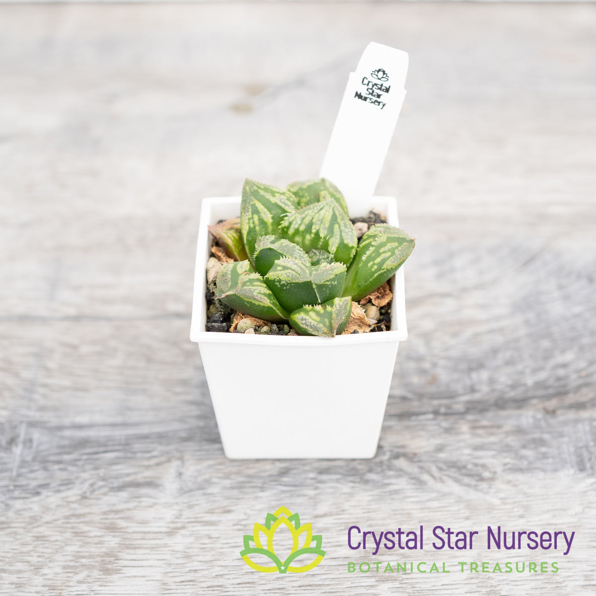 Haworthia Correcta &#39;Wakamai&#39;