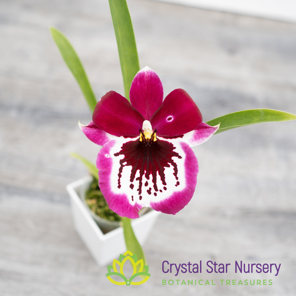 Miltoniopsis Lennart Karl Gottling &#39;Red Rim&#39; (H951)