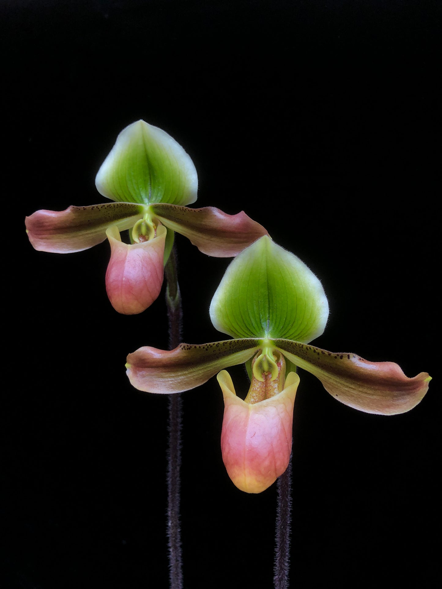 Paphiopedilum Mastersianum 'Zephyrus' x Appletonianum Album (Z578)