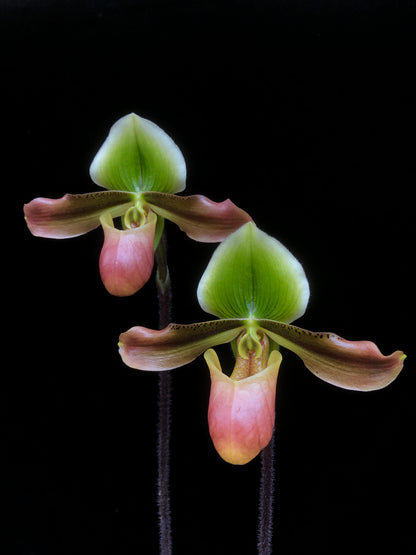 Paphiopedilum Mastersianum 'Zephyrus' x Appletonianum Album (Z578)