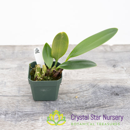 Bulbophyllum Burfordiense (3)