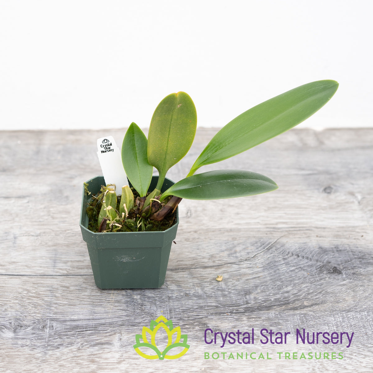 Bulbophyllum Burfordiense (3)
