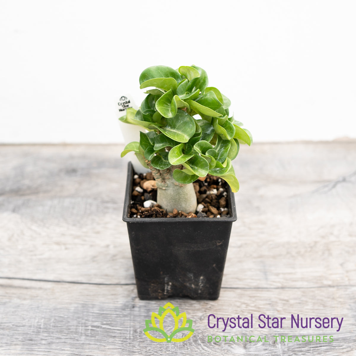 Adenium Arabicum DHA