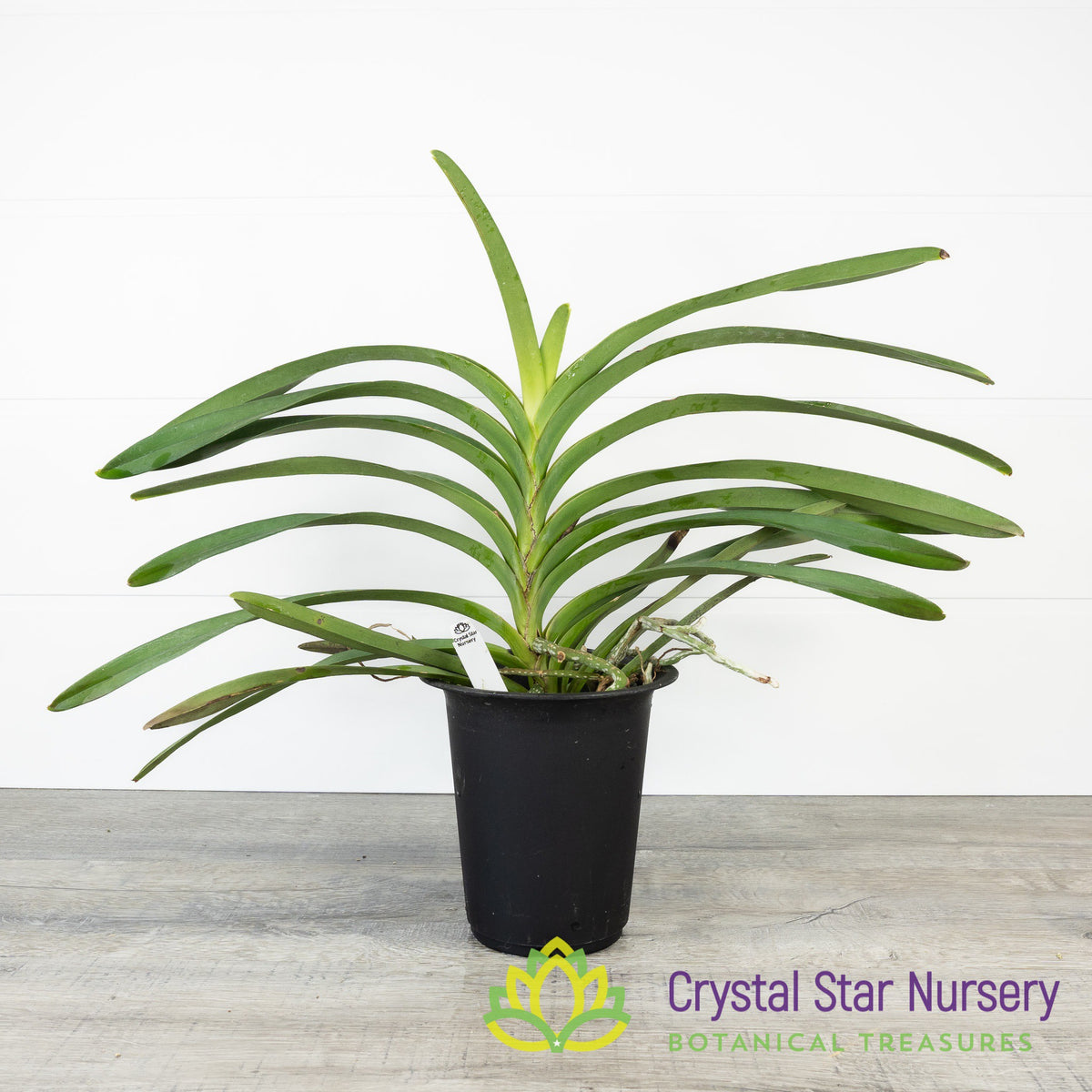 Vanda Srimahapho Star x Chao Praya Sapphire