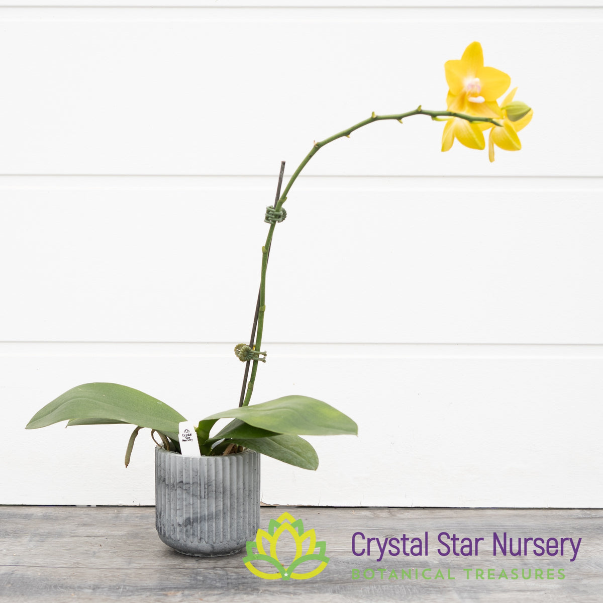 Phalaenopsis Lioulin Lawrence