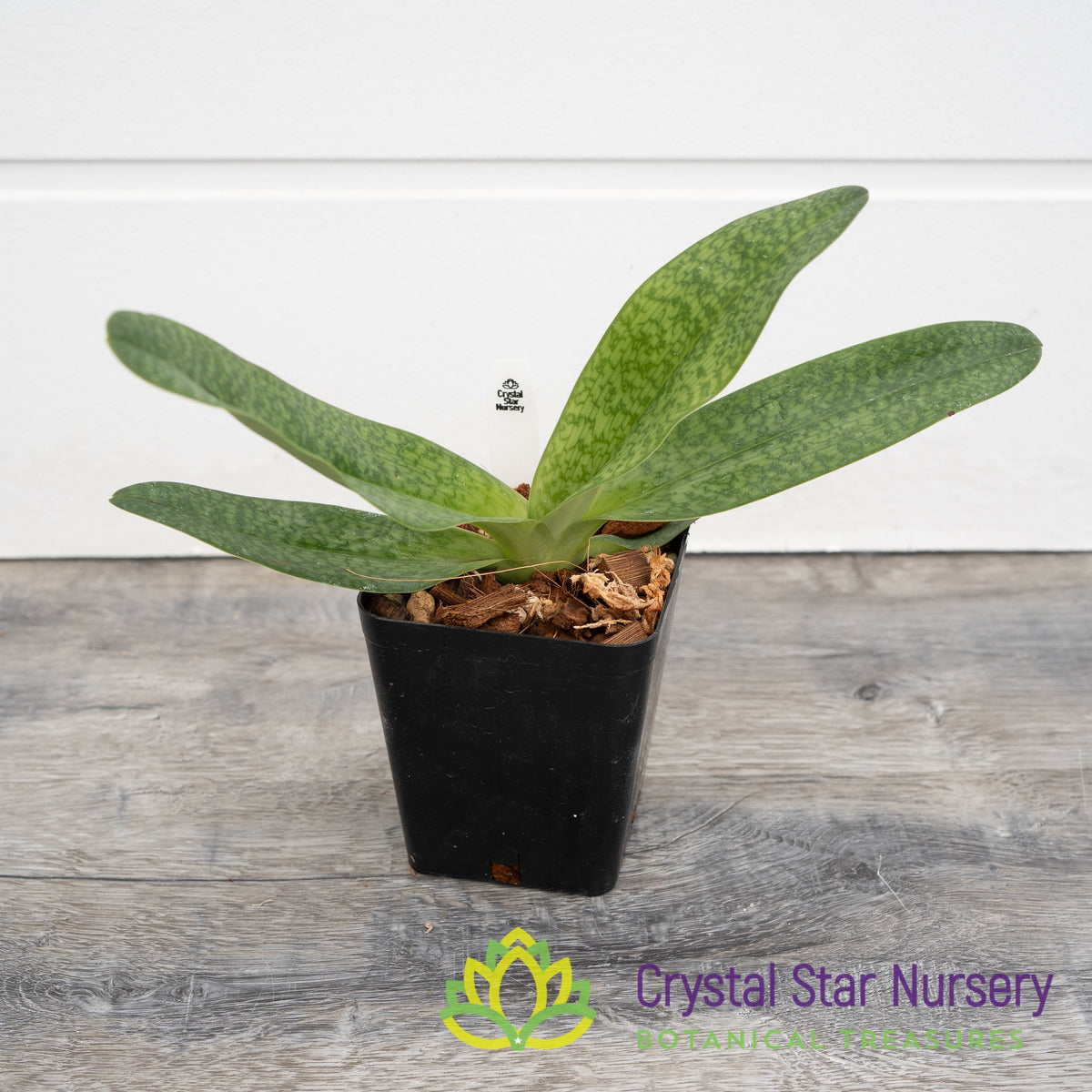Paphiopedilum Luk Luk (#4)