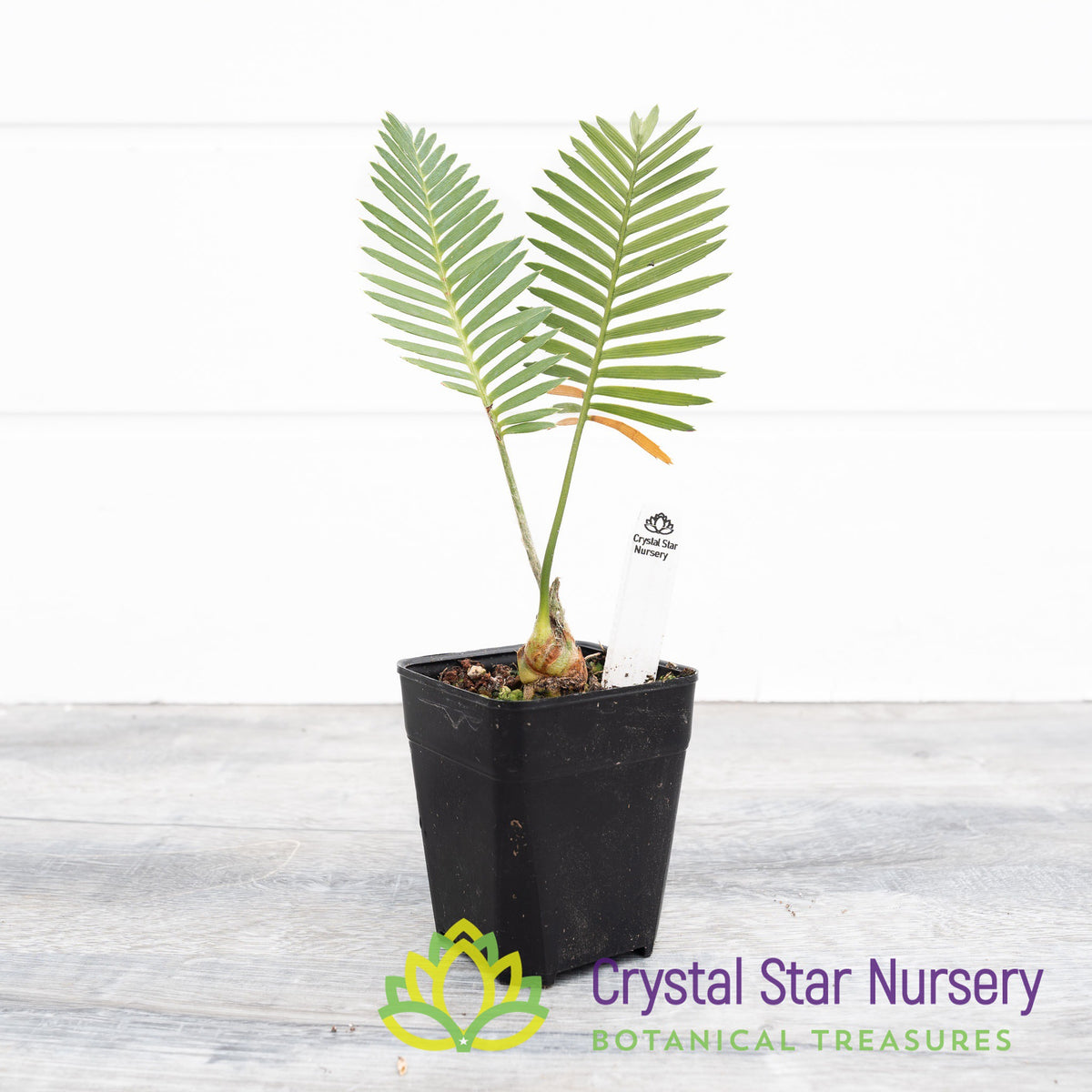 Dioon Edule &#39;Palma Sola&#39;