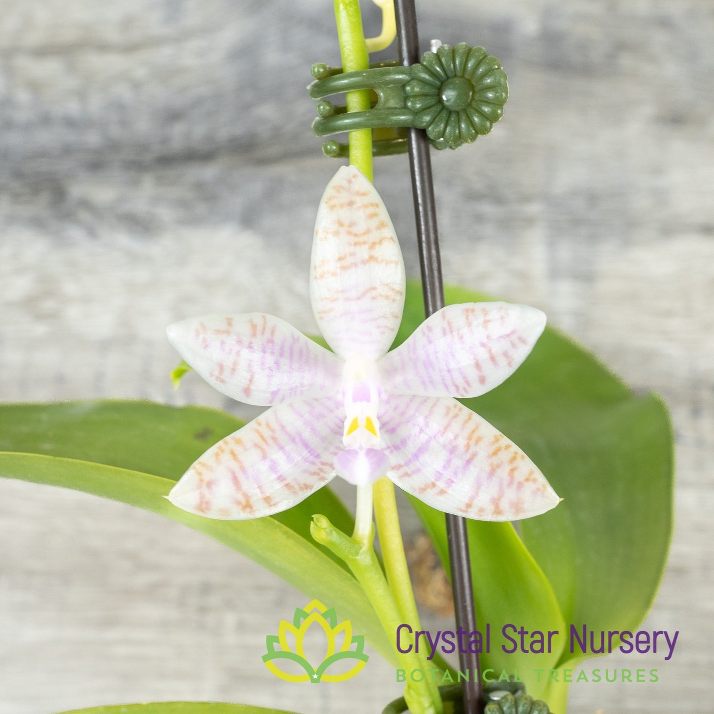 Phalaenopsis Lueddemanniana f. Alba 'Max Snow Lover" x self (A01)