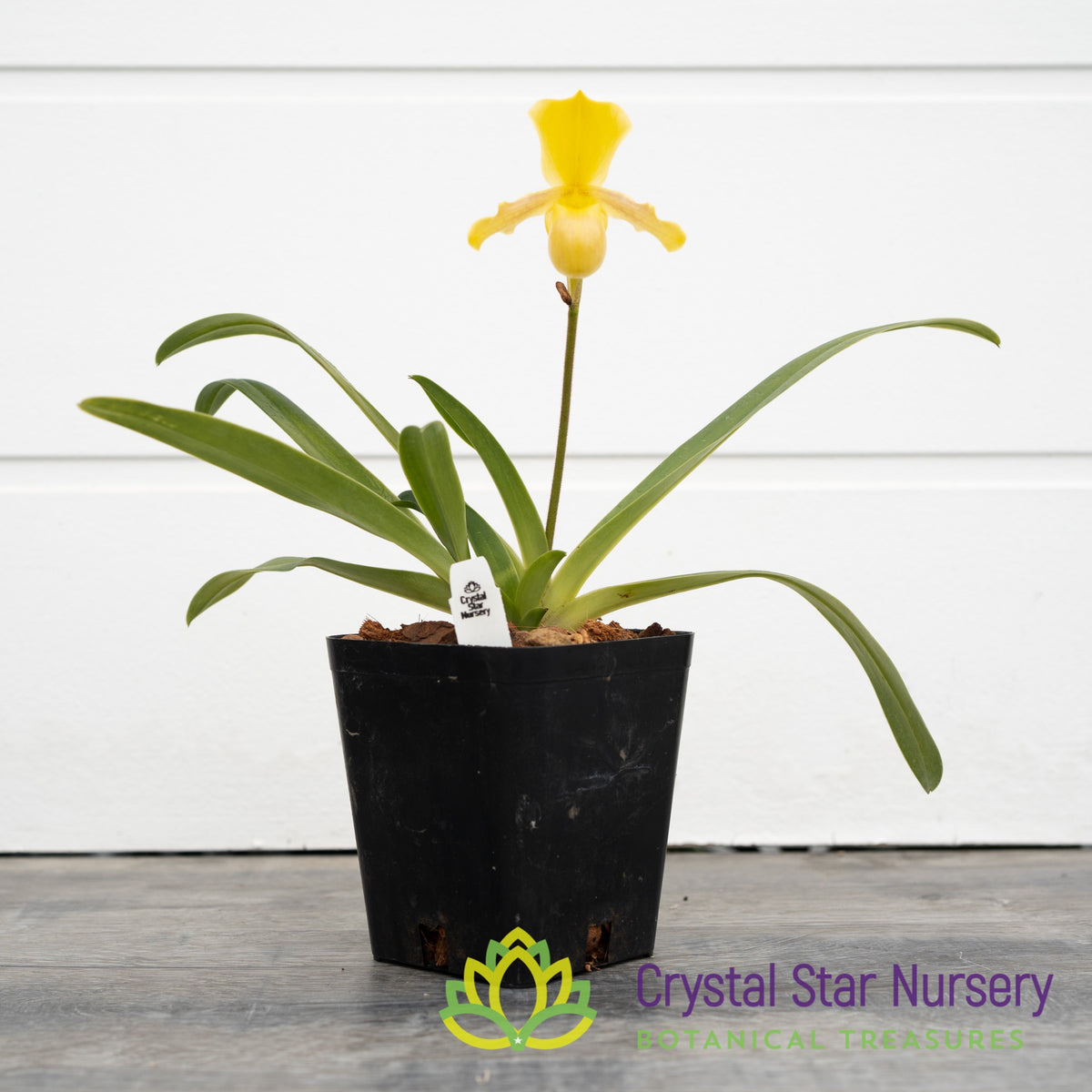 Paphiopedilum Wossner Mini Goldi (#5)