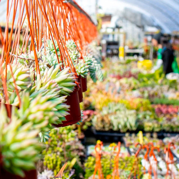 Nursery Details Crystal Star Nursery
