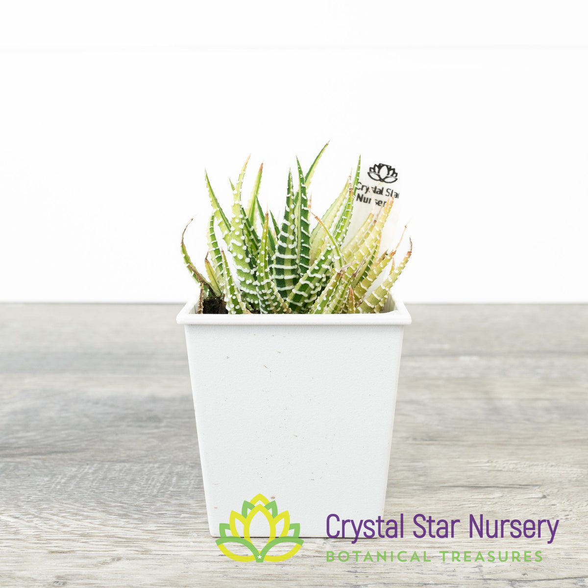 Haworthia Fasciata Variegated