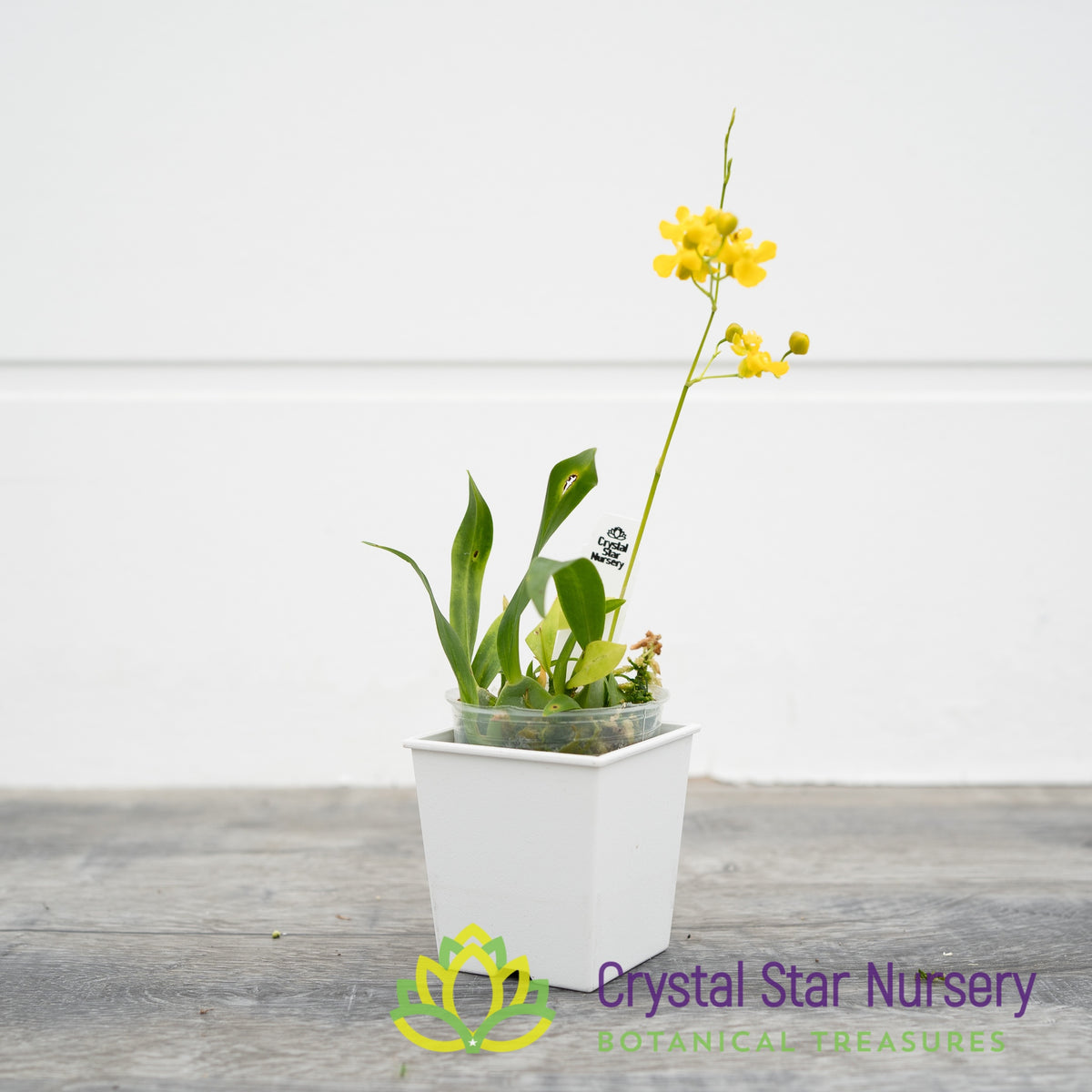 Oncidium Cheirophorum