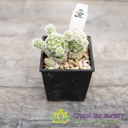Mammillaria Gracilis Fragilis Thimble Cactus