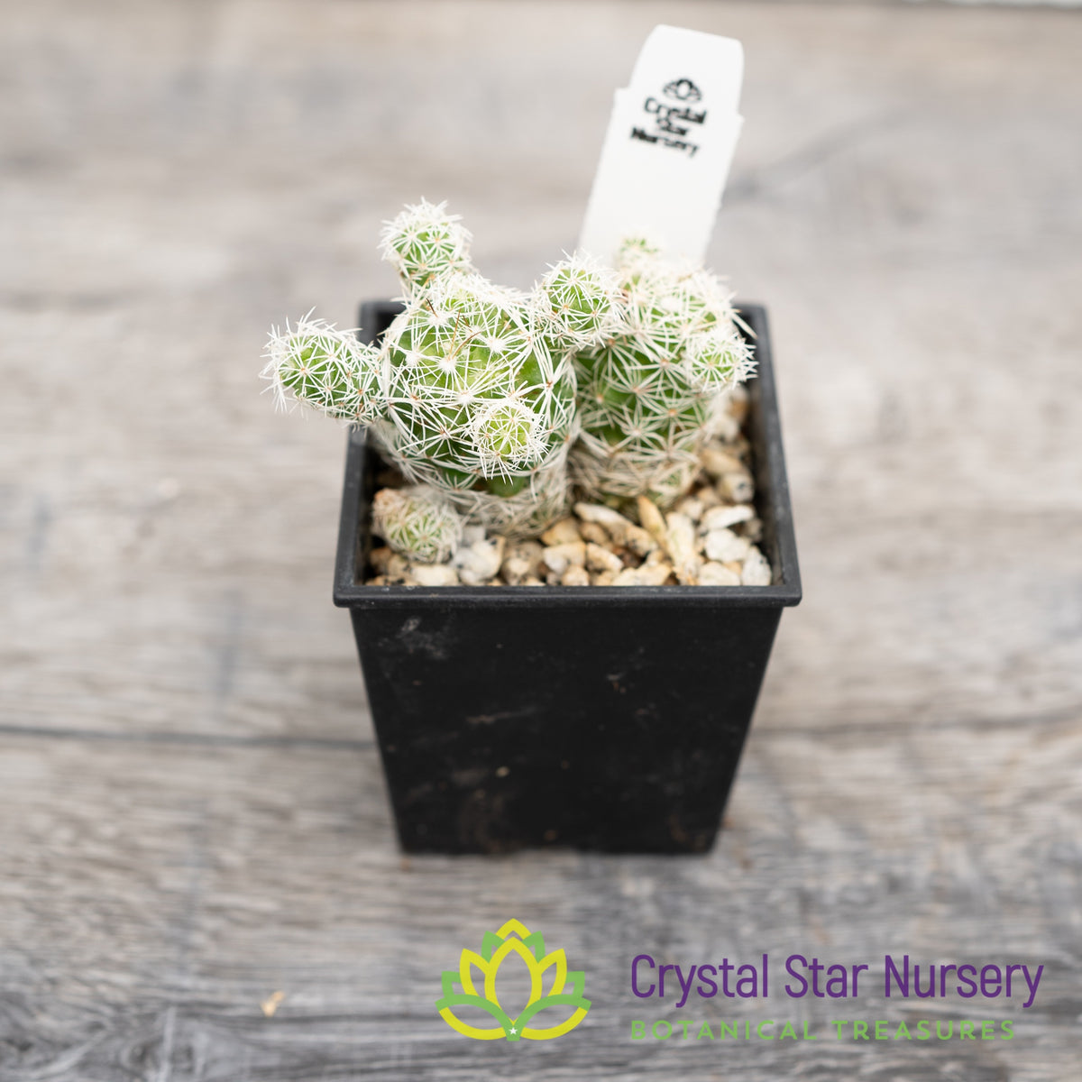Mammillaria Gracilis Fragilis Thimble Cactus