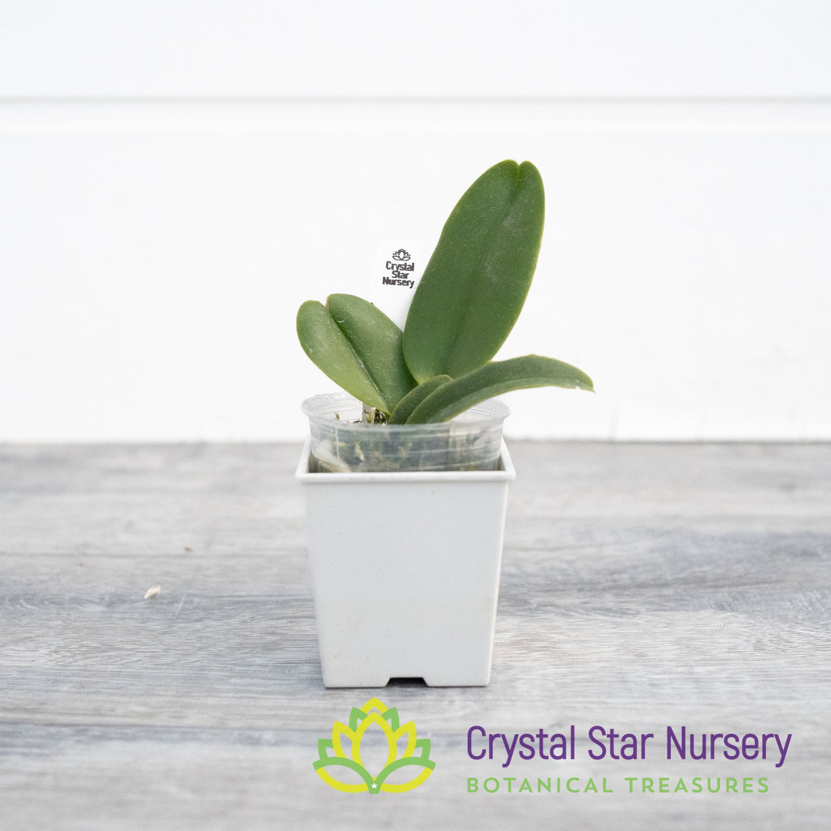 Rhyncholaeliocattleya Golden Diamond (TH#6)