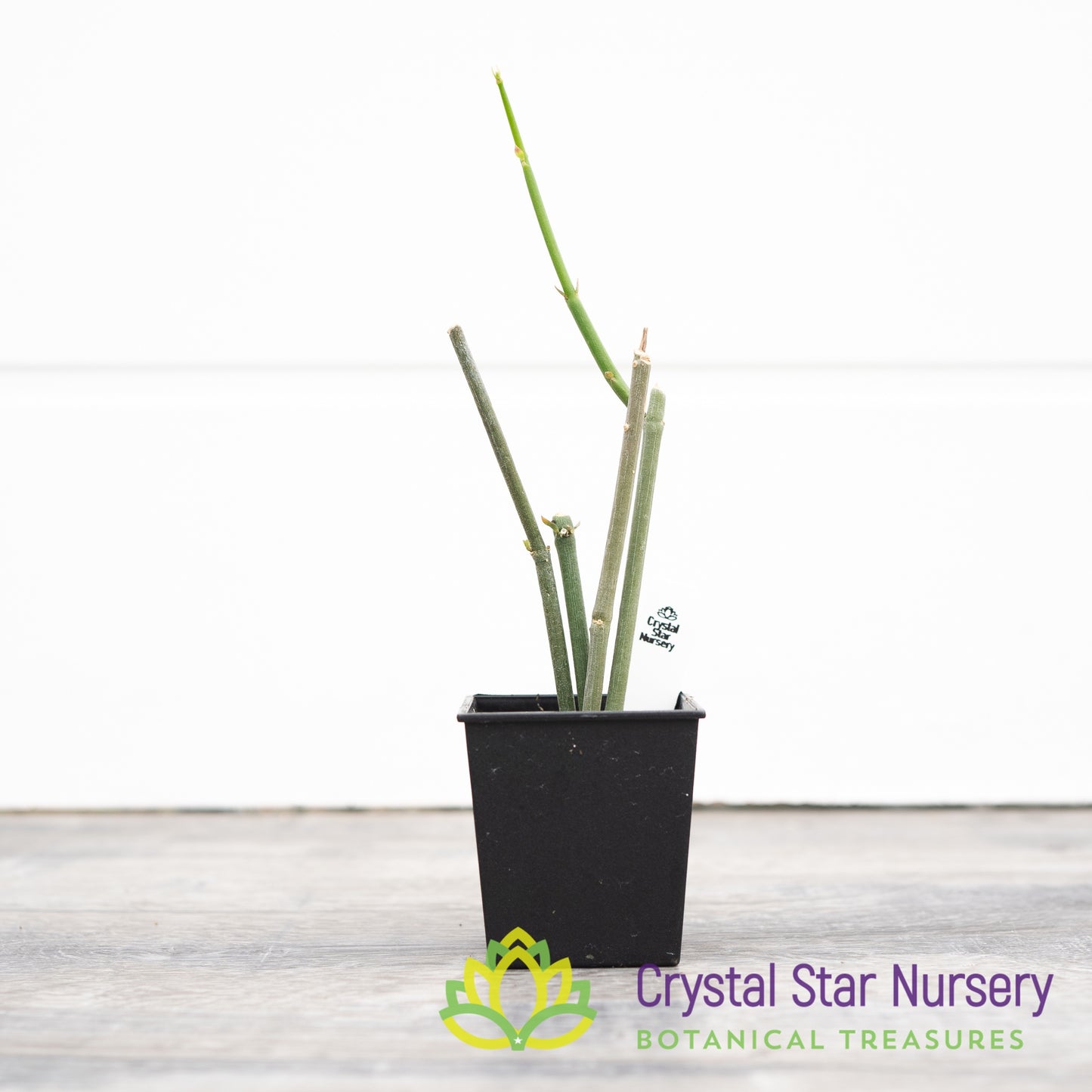Ceropegia ampliata