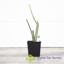 Ceropegia ampliata