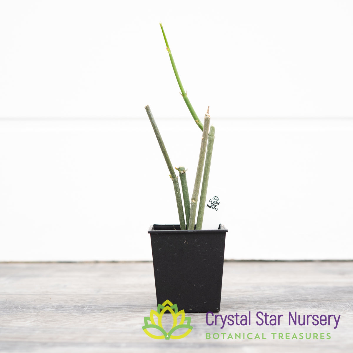Ceropegia Ampliata