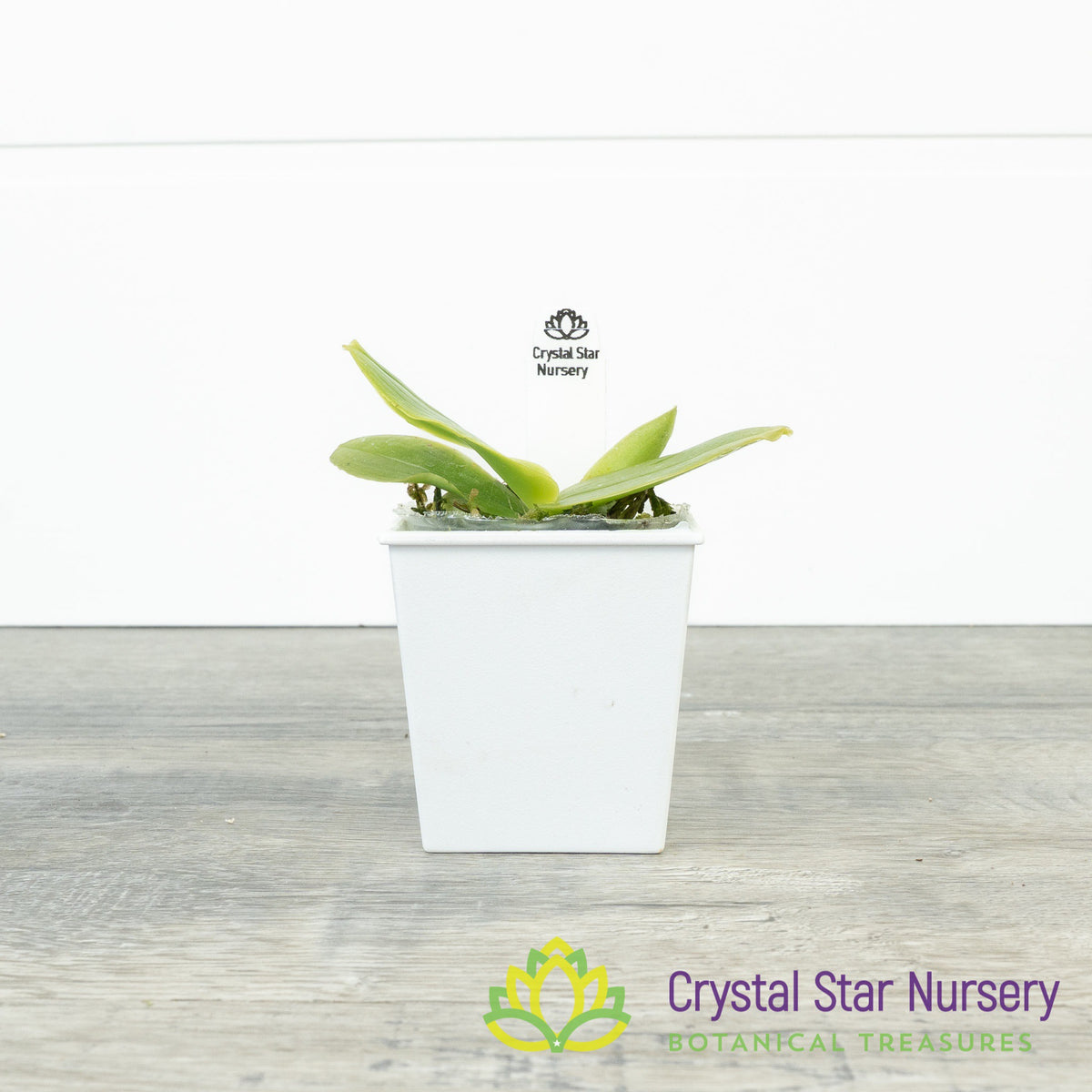Phalaenopsis Bellina &#39;Yellow&#39; (PSN10B)