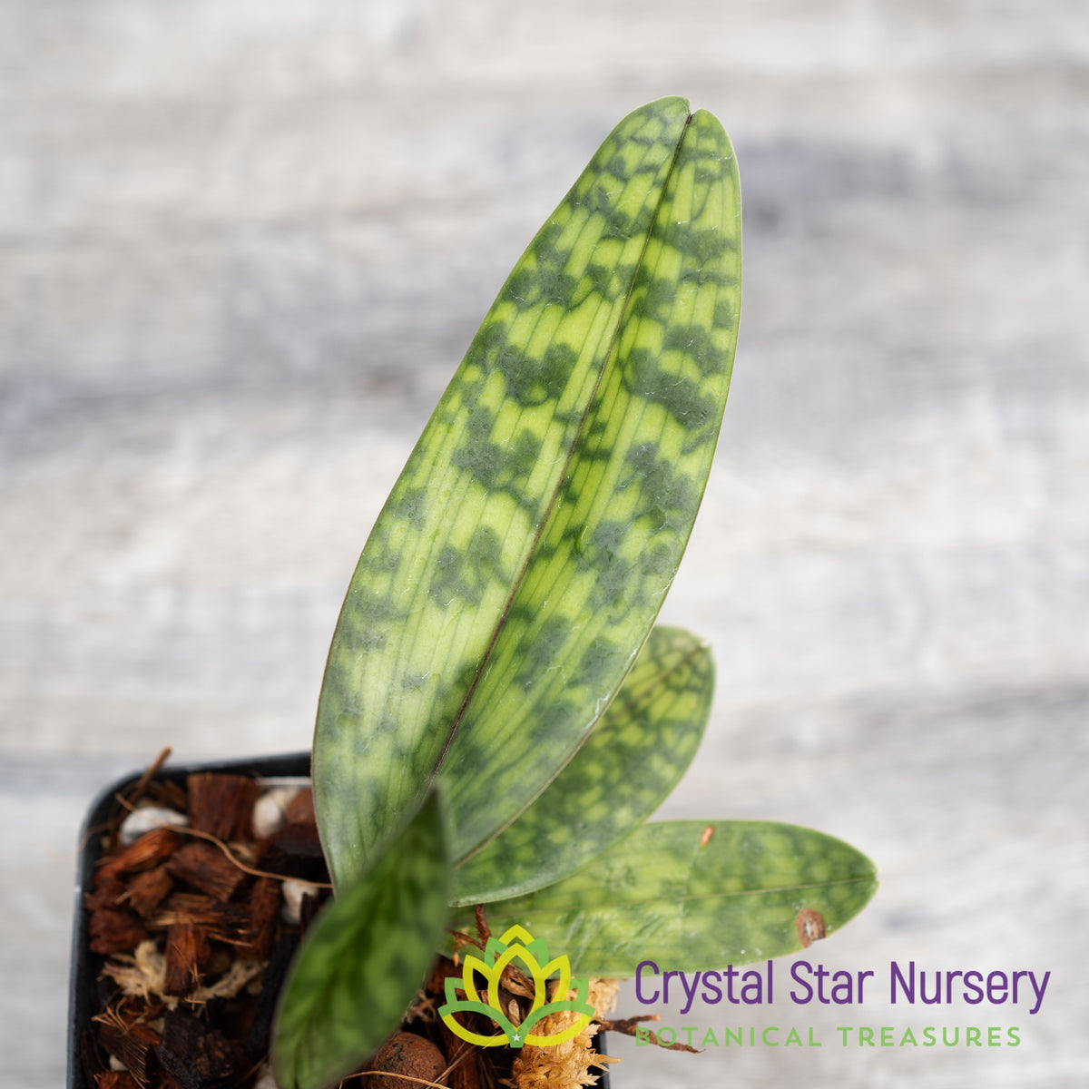 Paphiopedilum Shin Yi Heart x Hung Sheng Dream (#1)
