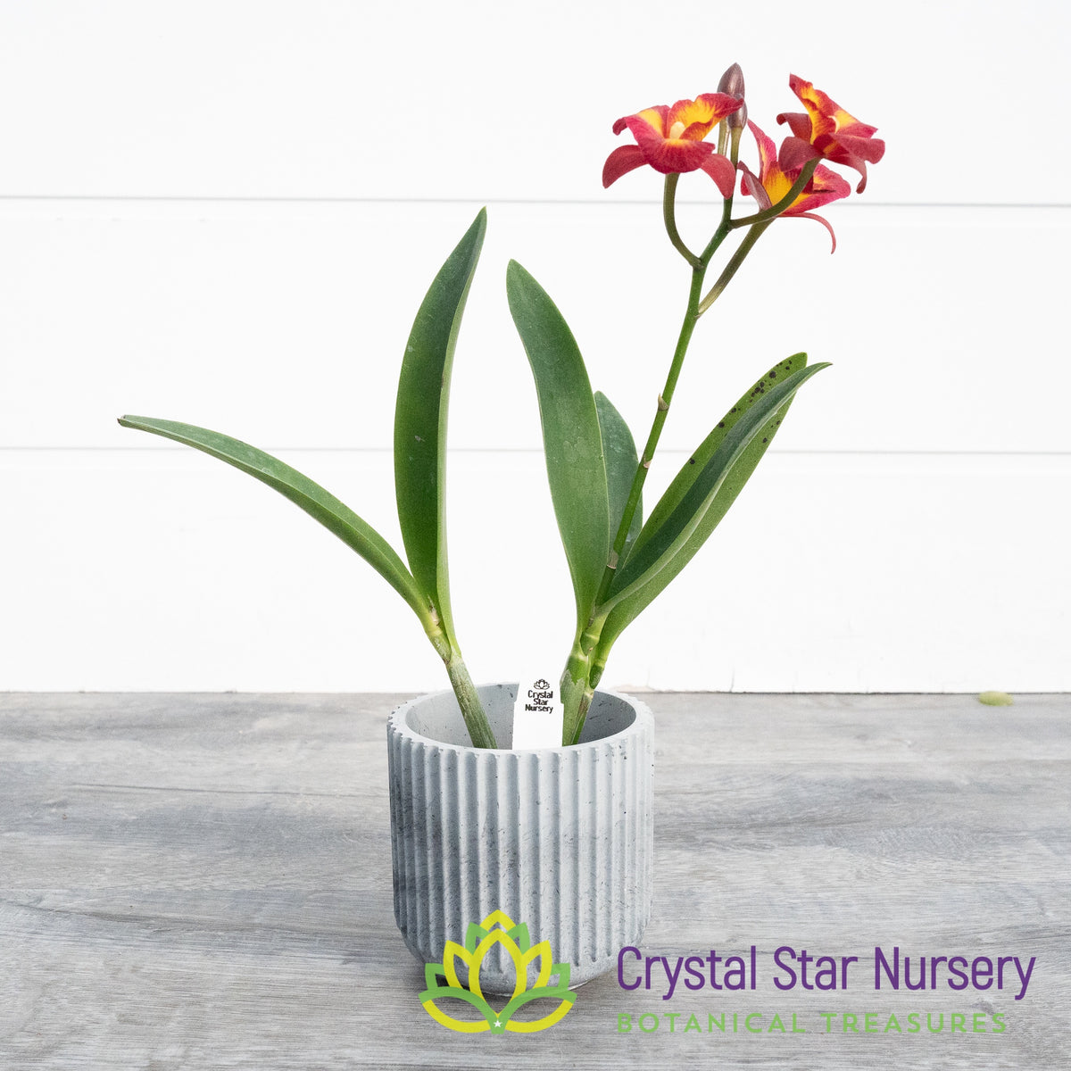Guaricattonia Anzac Jewel &#39;Kitty&#39;