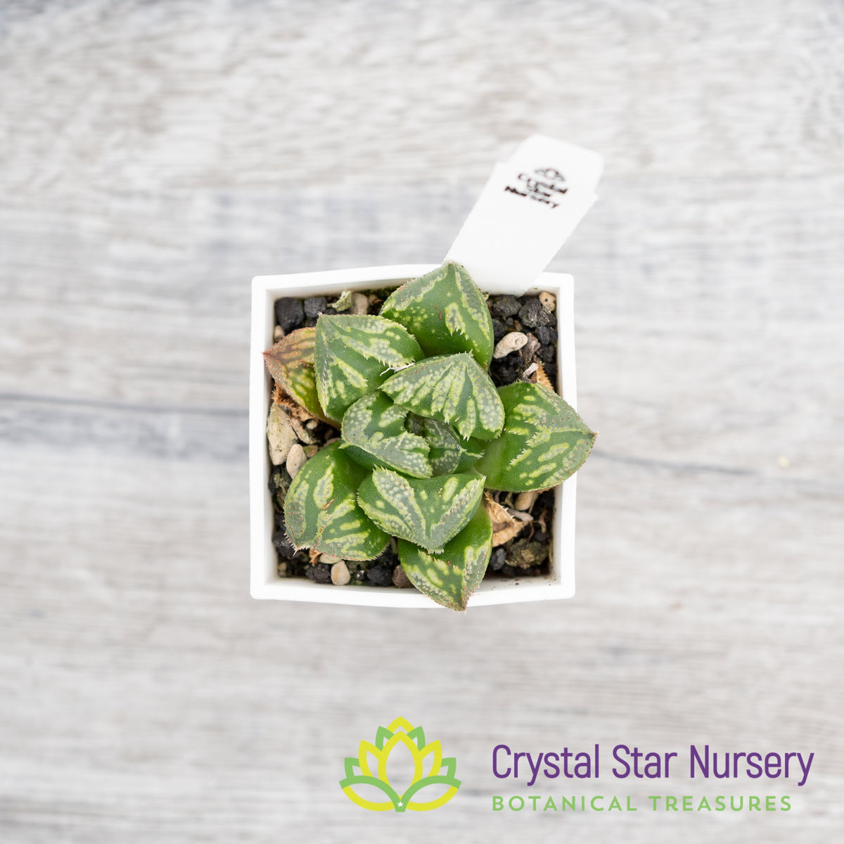 Haworthia Correcta &#39;Wakamai&#39;