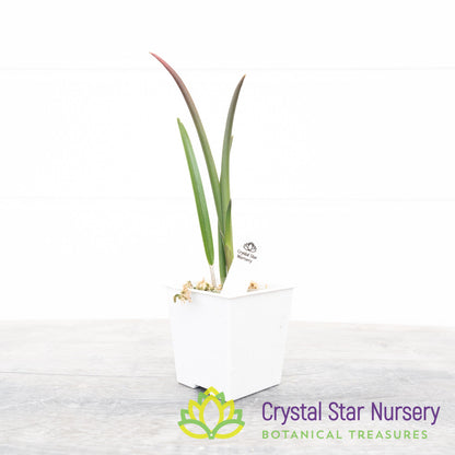 Brassavola David Sander 'White Beard'