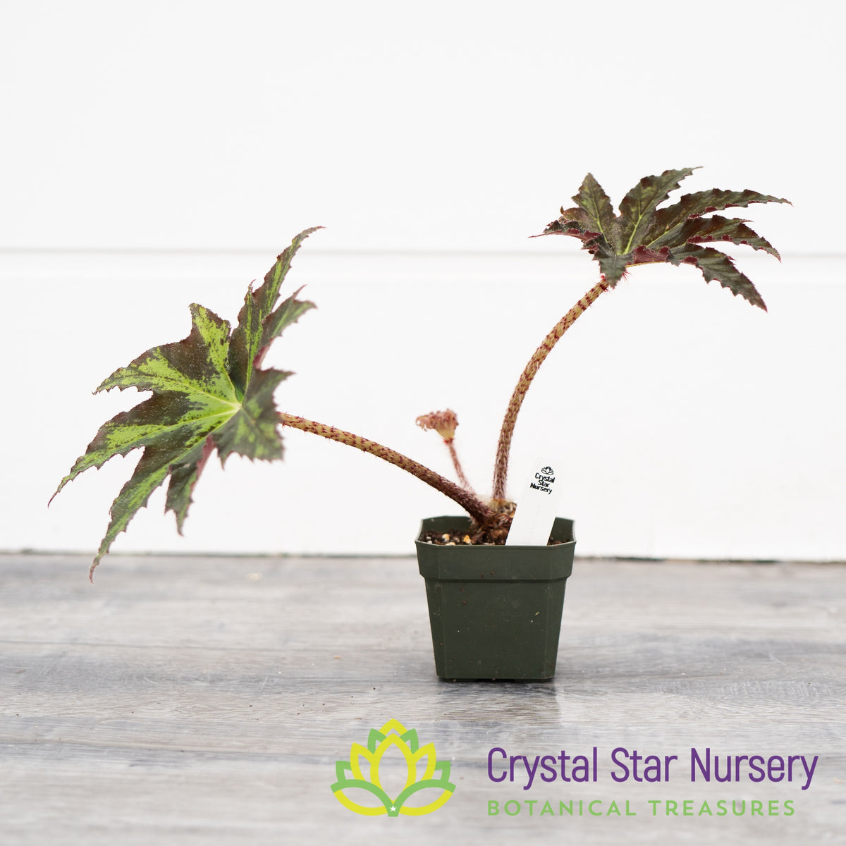 Begonia Heracleifolia Hybrid