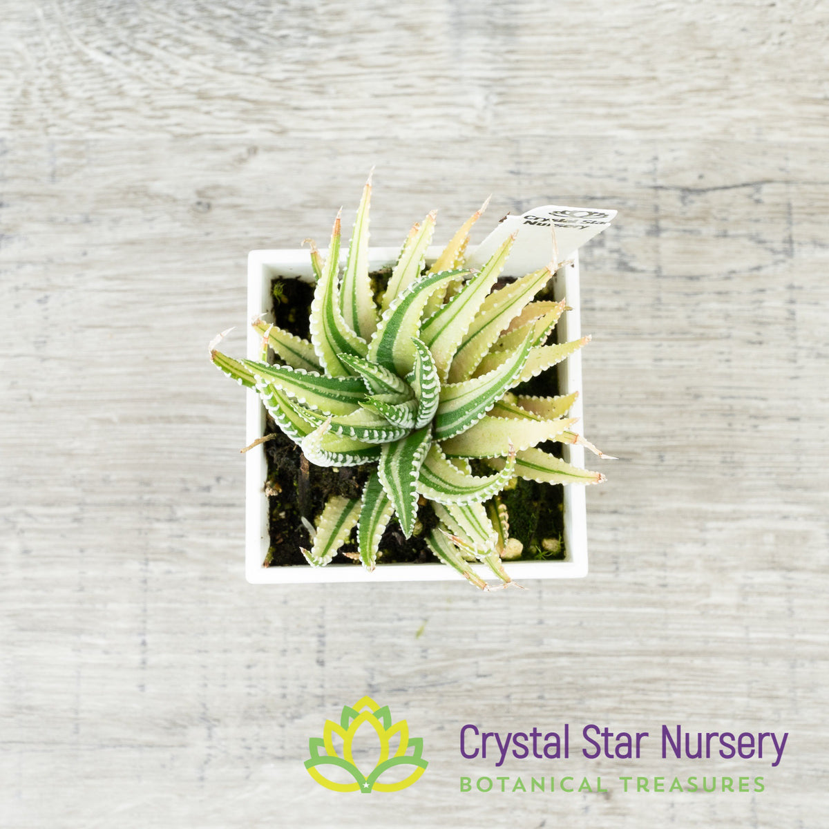 Haworthia Fasciata Variegated