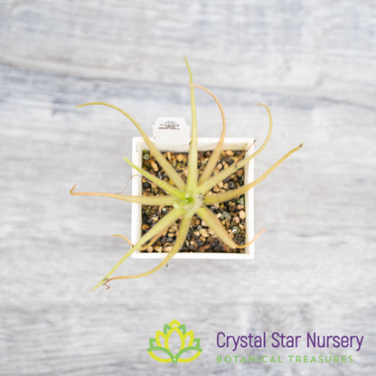 Pinguicula Gypsicola x Moctezumae