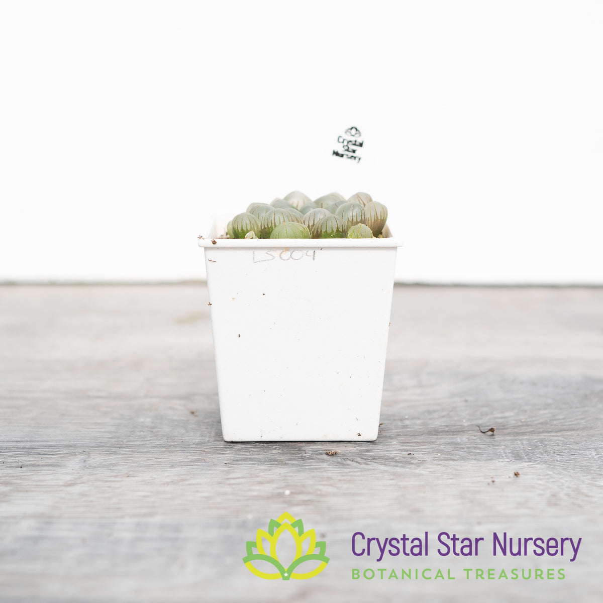 Haworthia Obtusa &#39;Lontame&#39; (LS004)