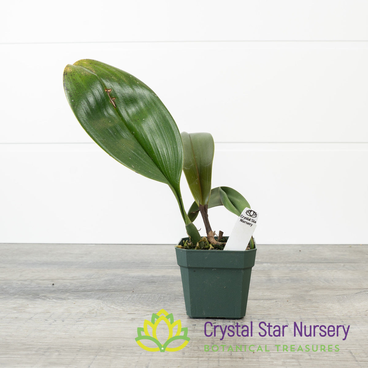Bulbophyllum Refractilingue