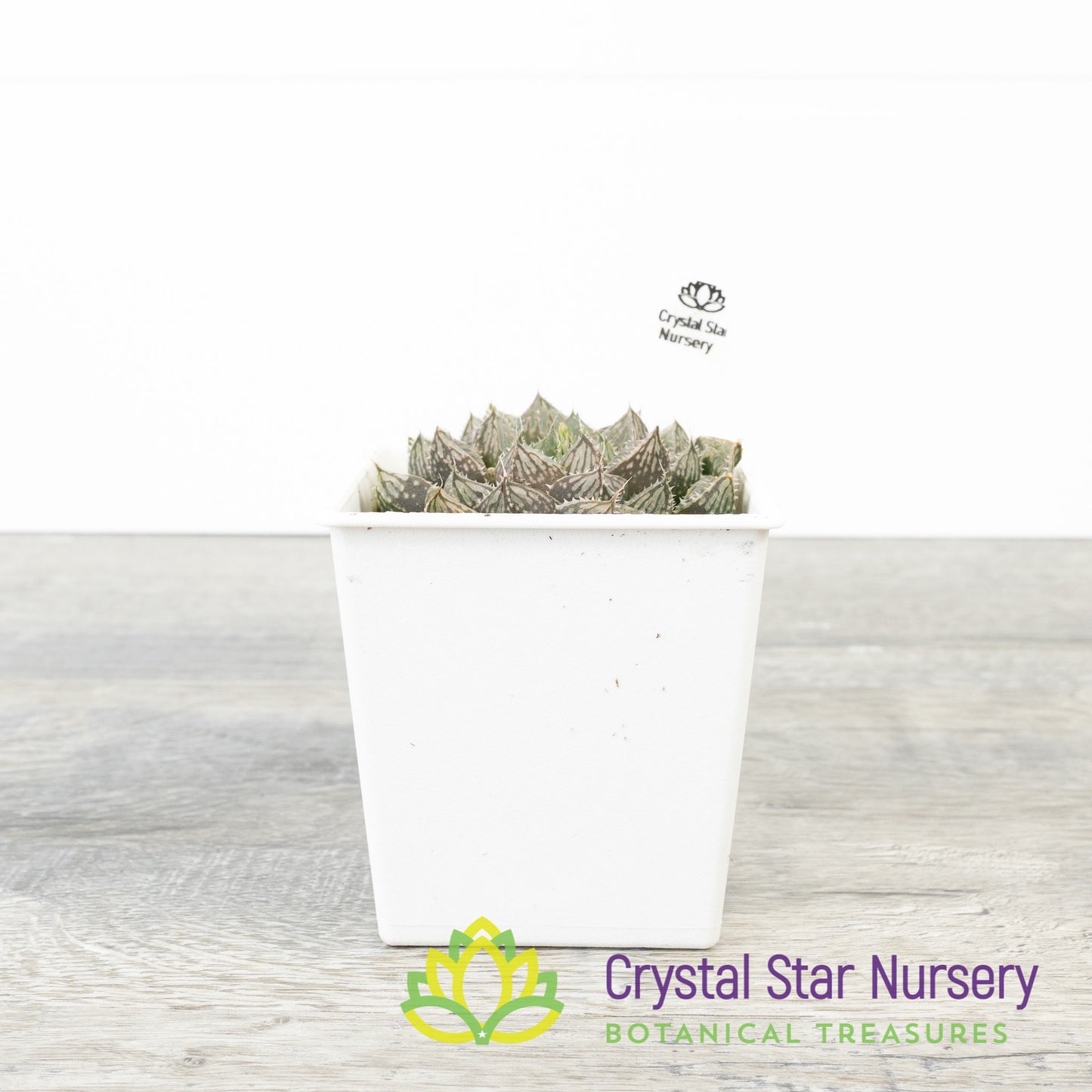 Haworthia Obtusa 'Red Rock' (LS148)