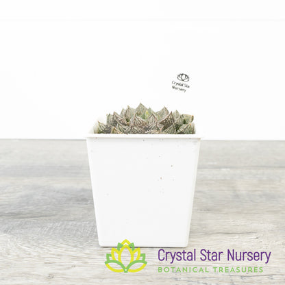 Haworthia Obtusa 'Red Rock' (LS148)