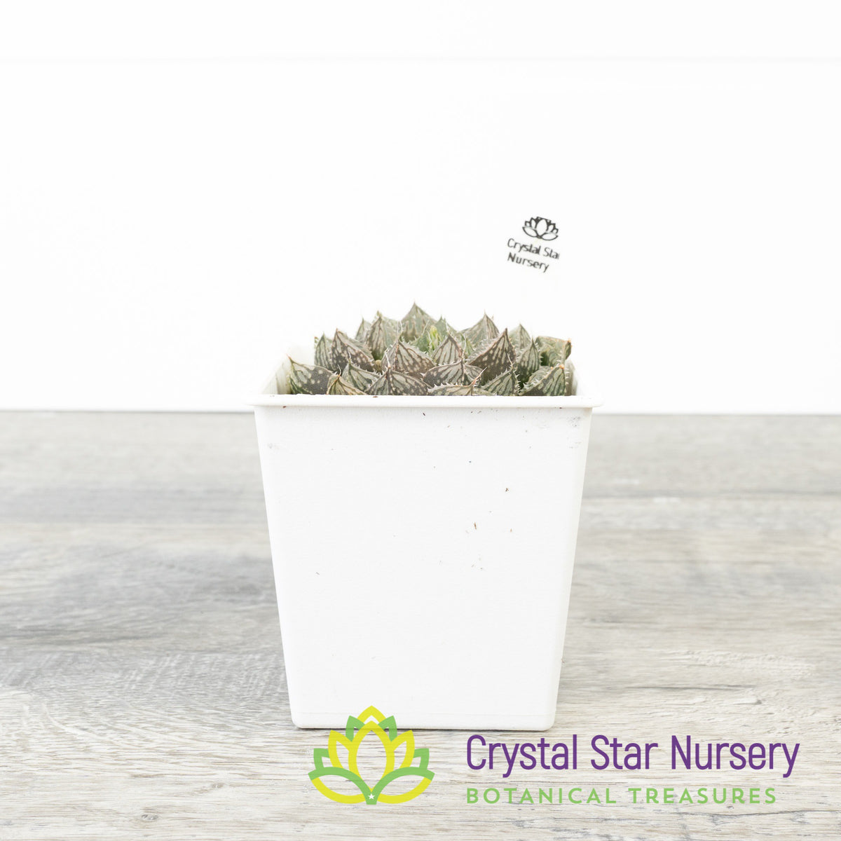 Haworthia Obtusa &#39;Red Rock&#39; (LS148)