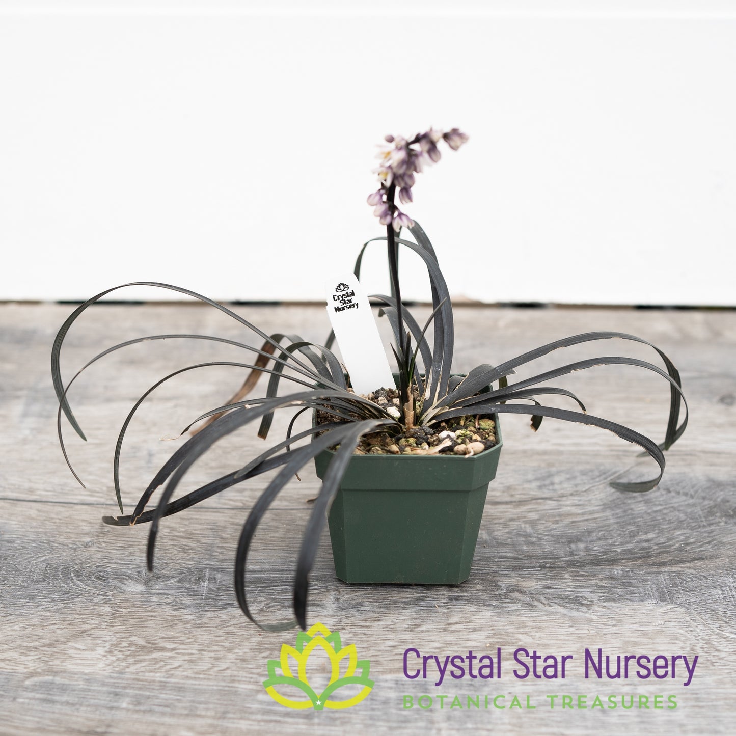 Ophiopogon Planiscapus 'Nigrescens'