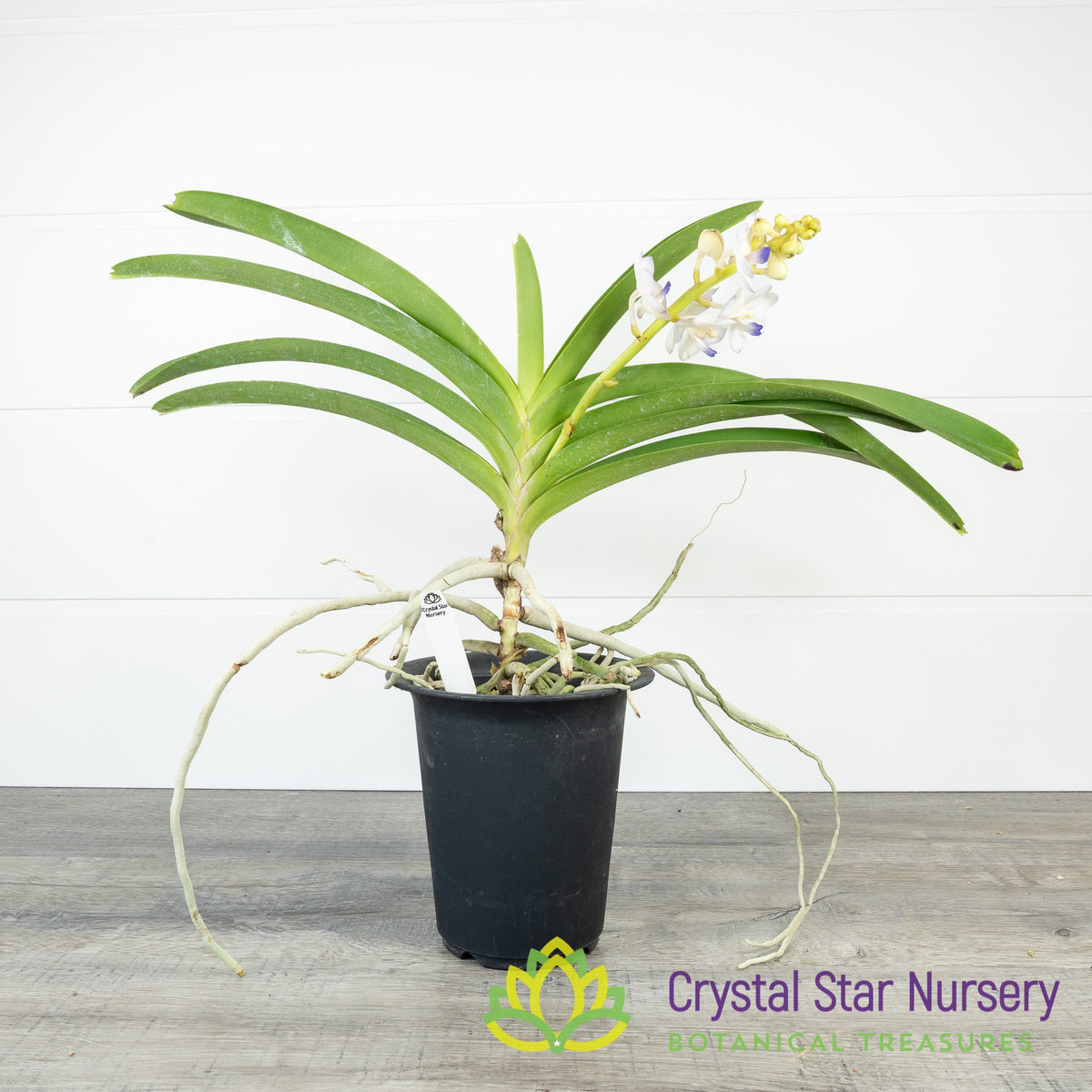 Vandachostylis Viboon Velvet (#4)