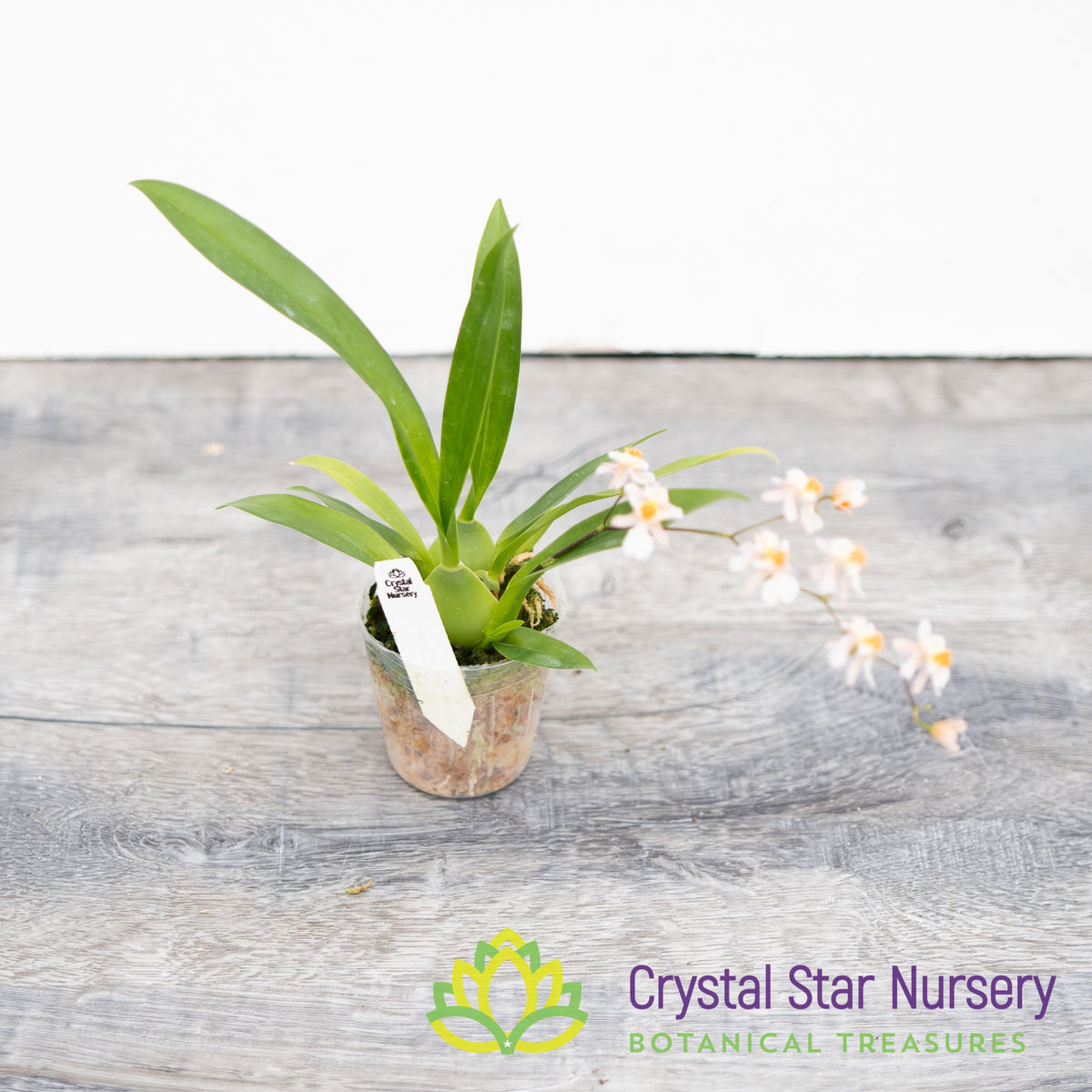 Oncidium Tsiku Marguerite